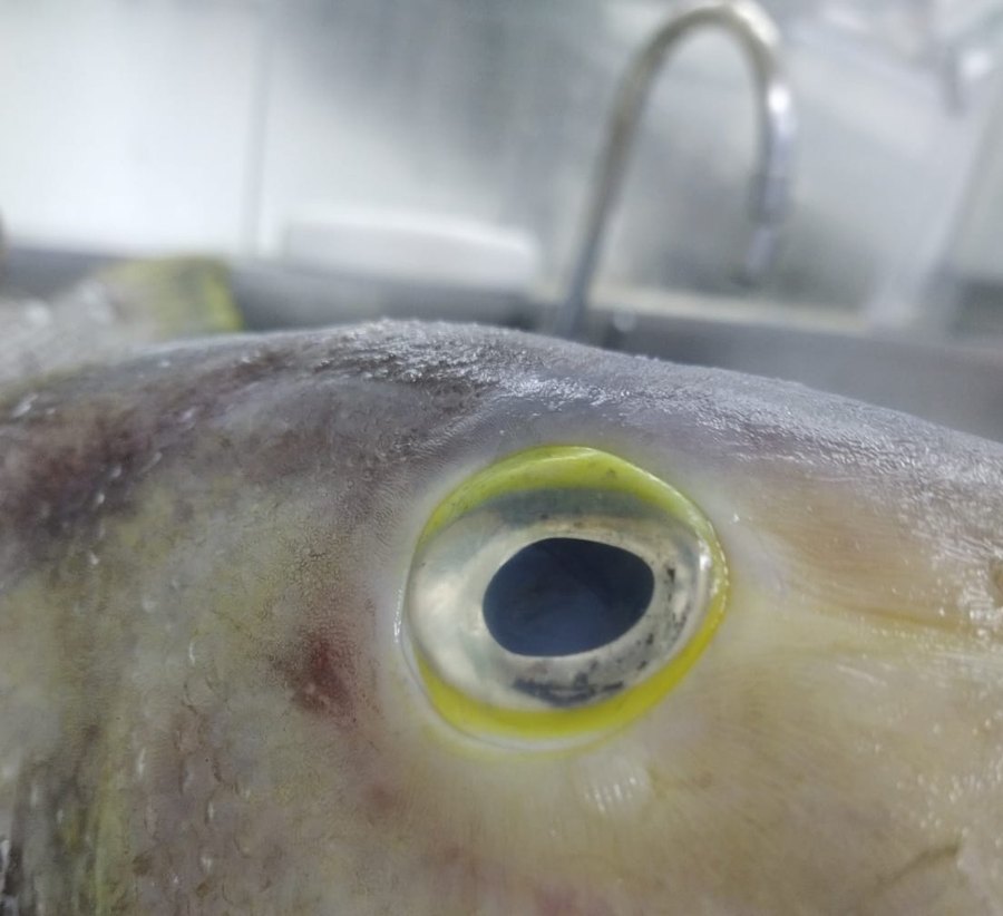 Cabeça robusta de peixe branco