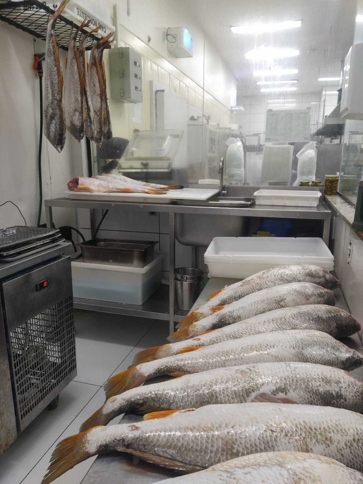 Variedade de pescados no recebimento e organização da peixaria.