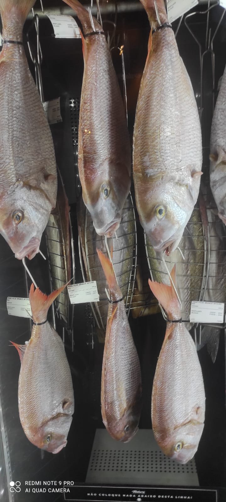 Acompanhamento de maturação em geladeira, com pescados suspensos e separados.