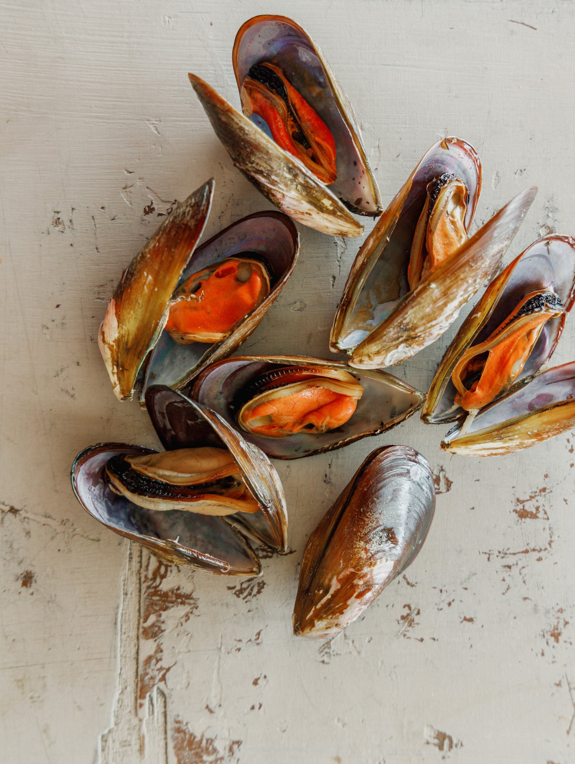A cor interna do mexilhão aparece como detalhe gastronômico e anatômico.