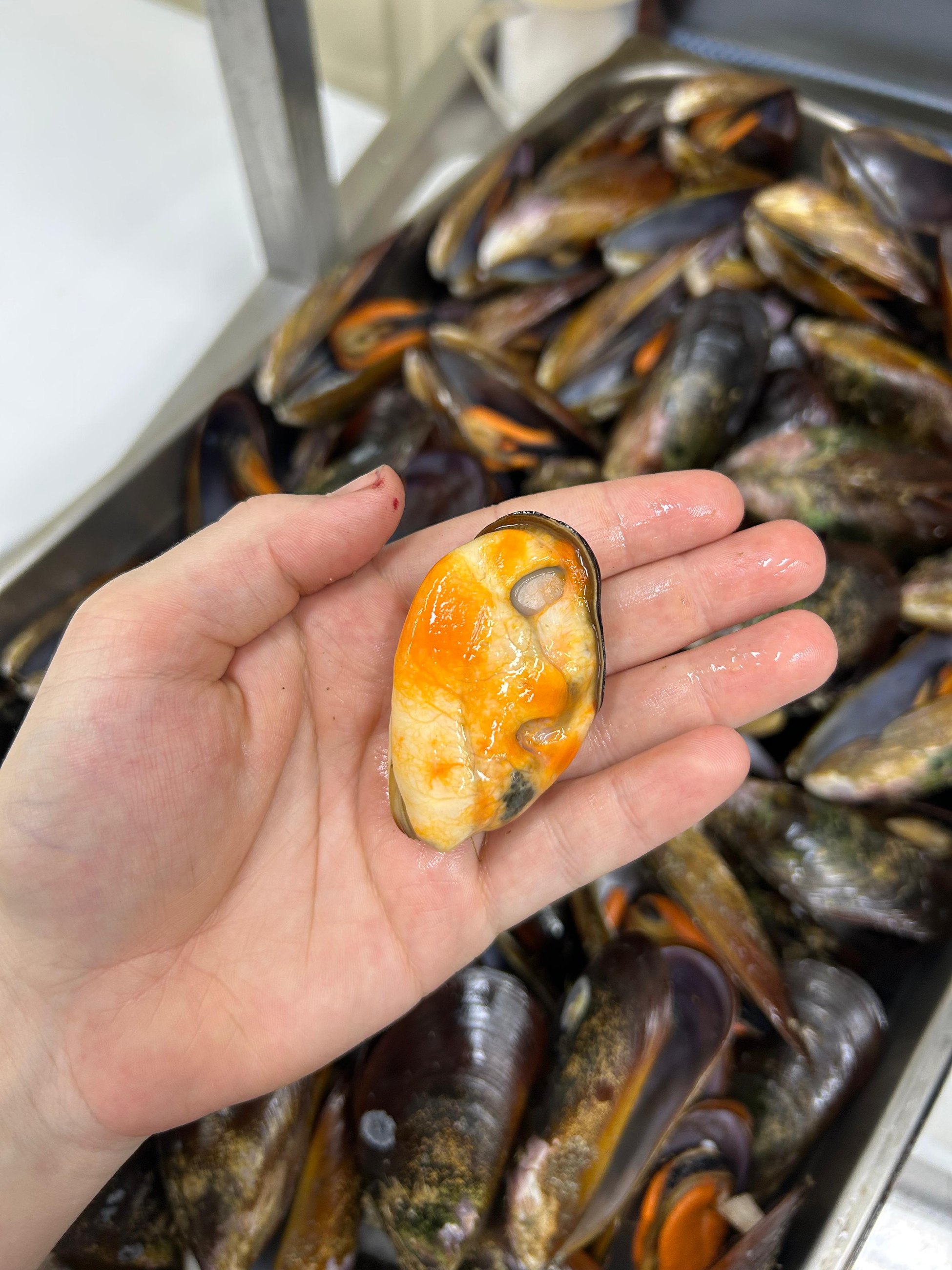 A cor interna do mexilhão aparece como detalhe gastronômico e anatômico.