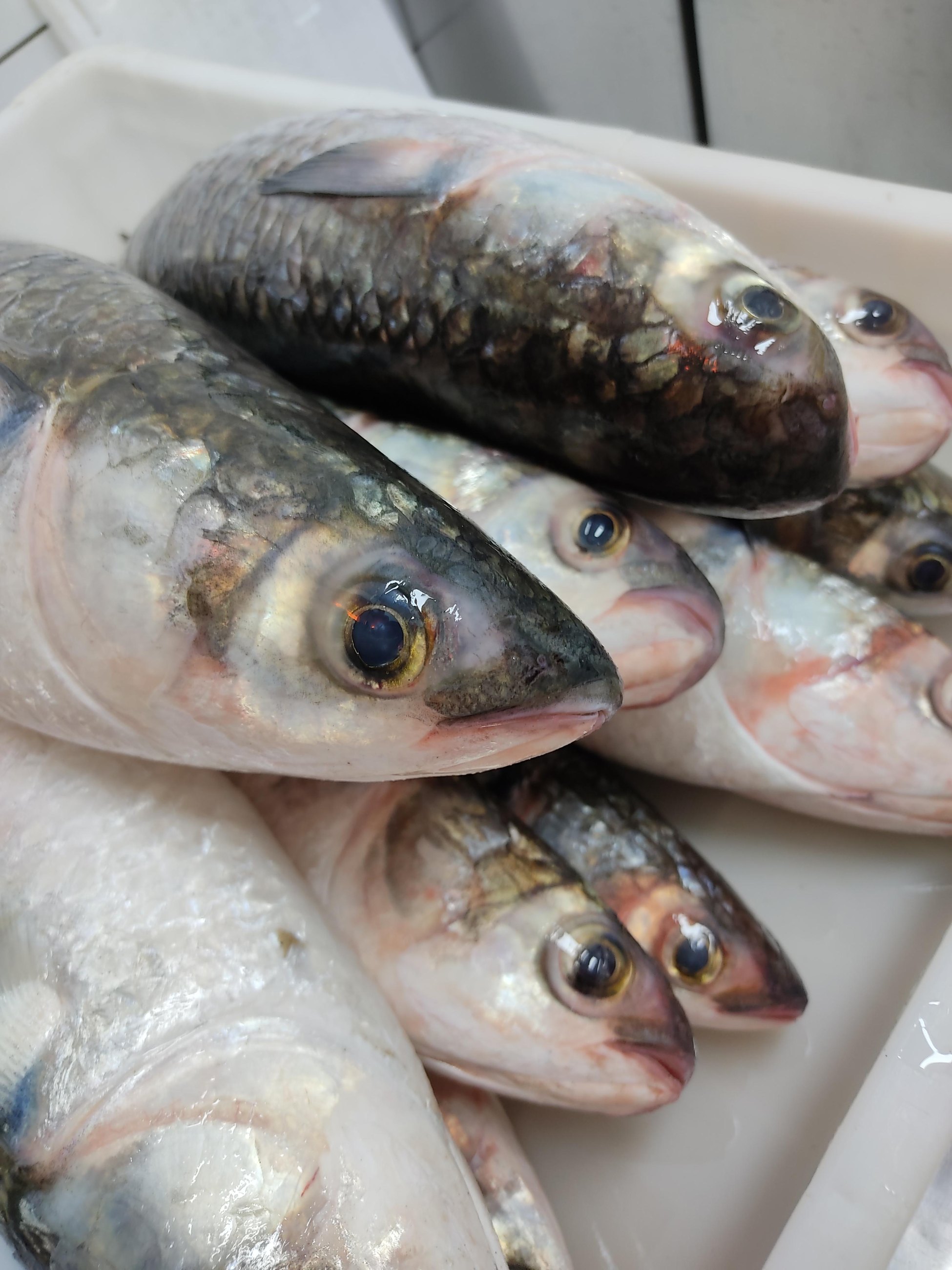 Fileiras e caixas organizam a escala real do trabalho de peixaria.