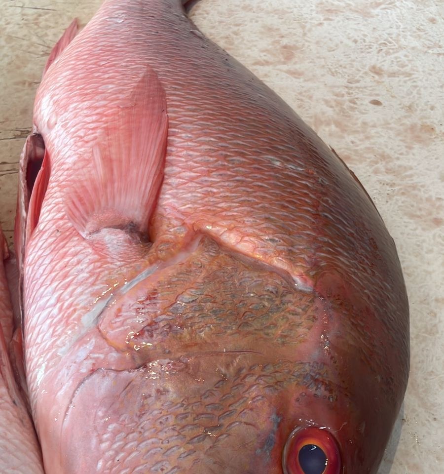 Peixe rosado de corpo arredondado
