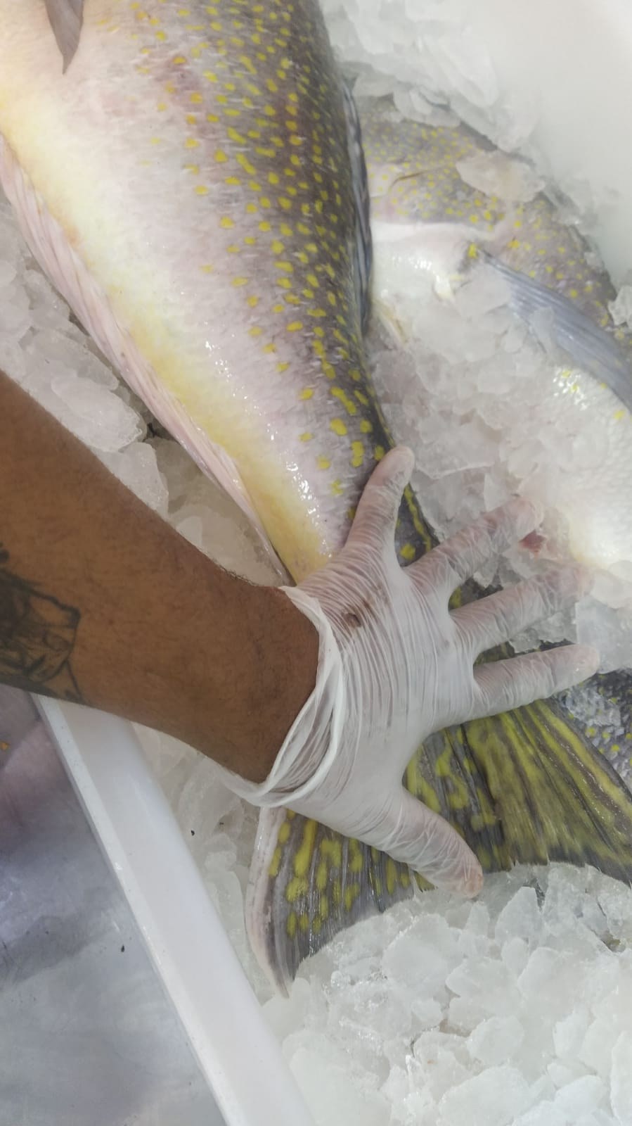 Limpeza inicial em gelo, reforçando a ideia de baixa temperatura e controle de água residual.