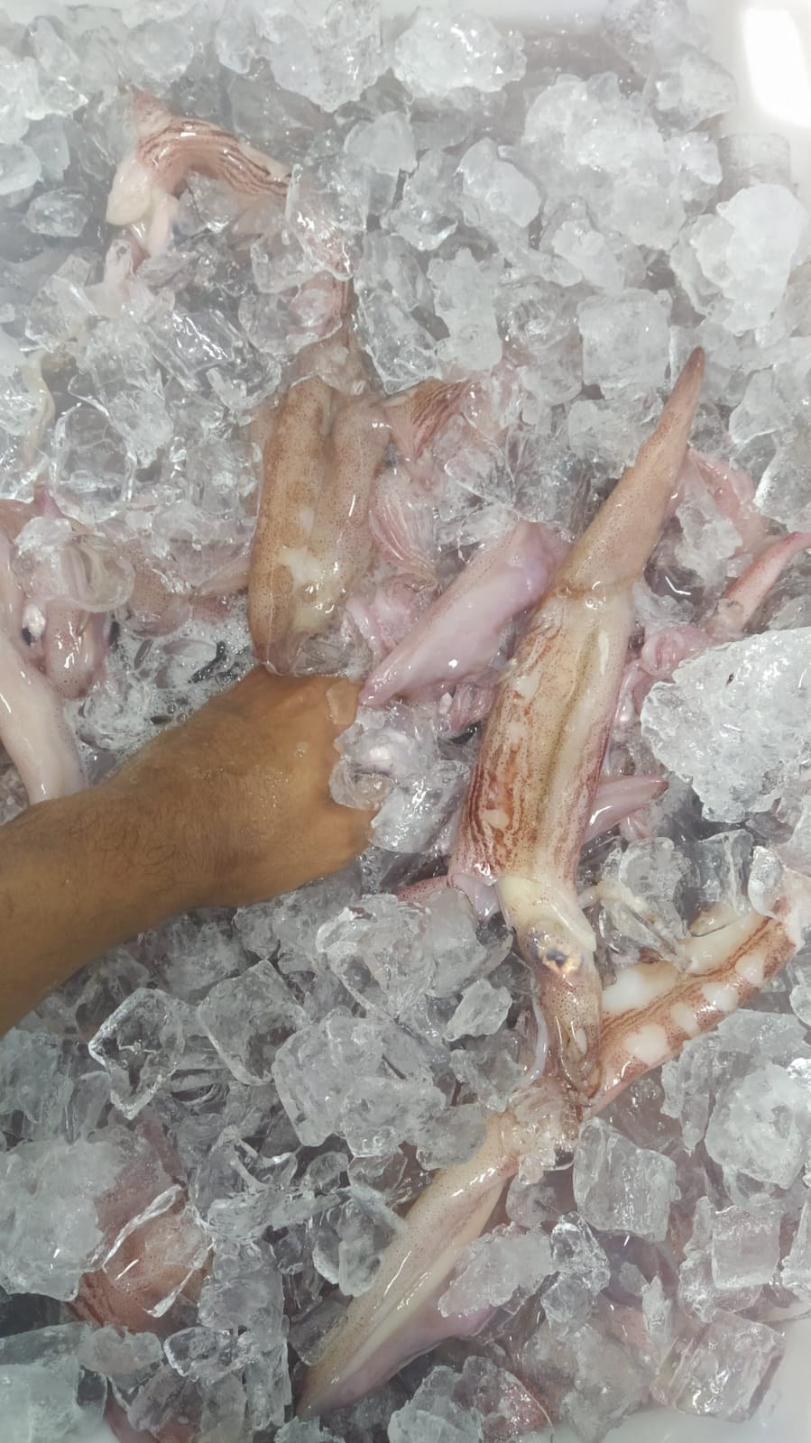 Separação visual de partes da lula para limpeza de braços, tentáculos e tubo.