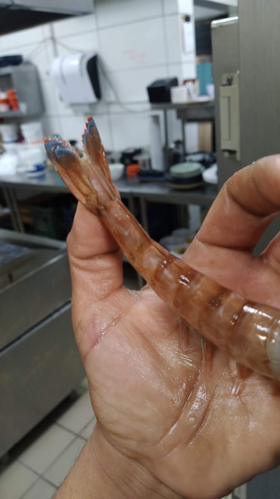 Camarão rosa em manipulação: delicadeza na casca e cuidado com integridade da carne.