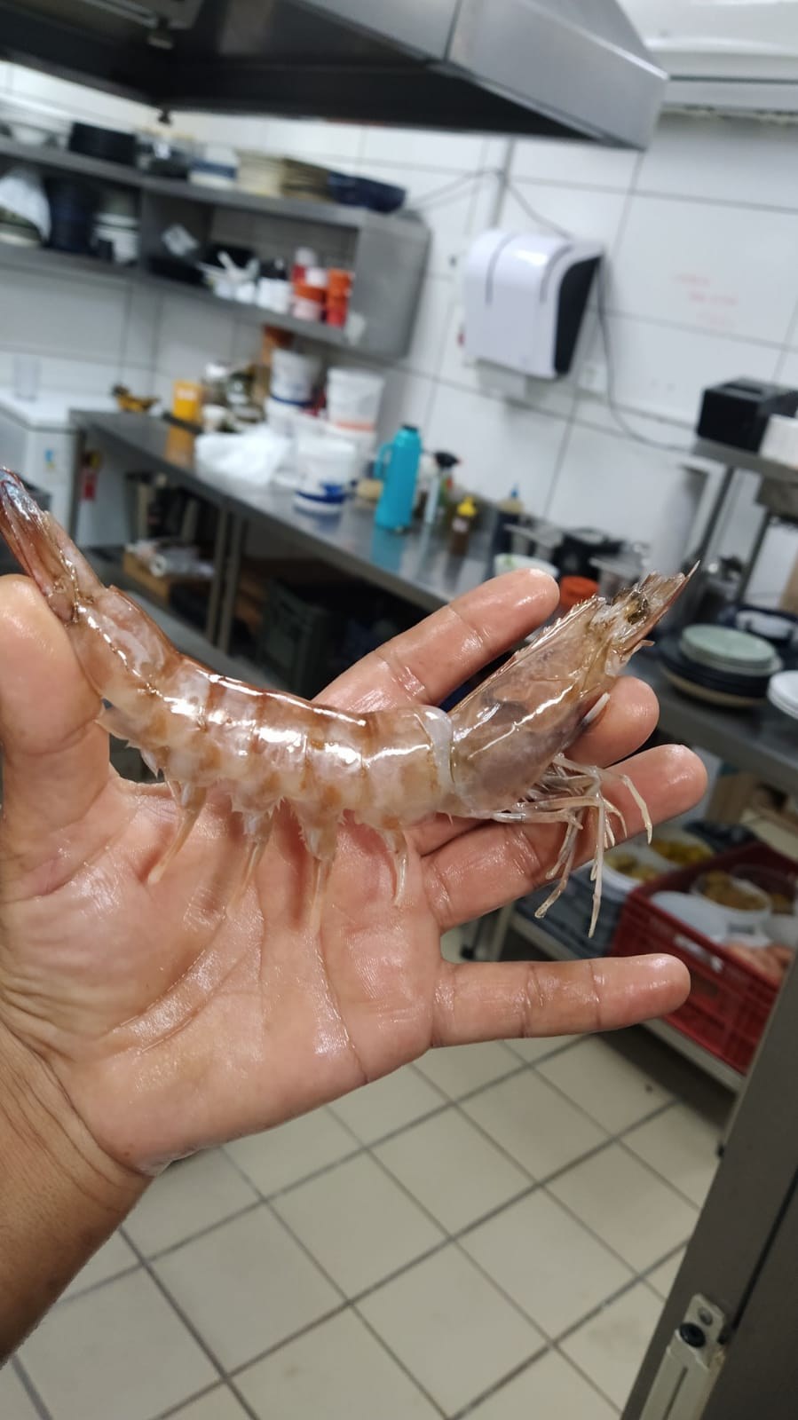 Camarão rosa em manipulação: delicadeza na casca e cuidado com integridade da carne.