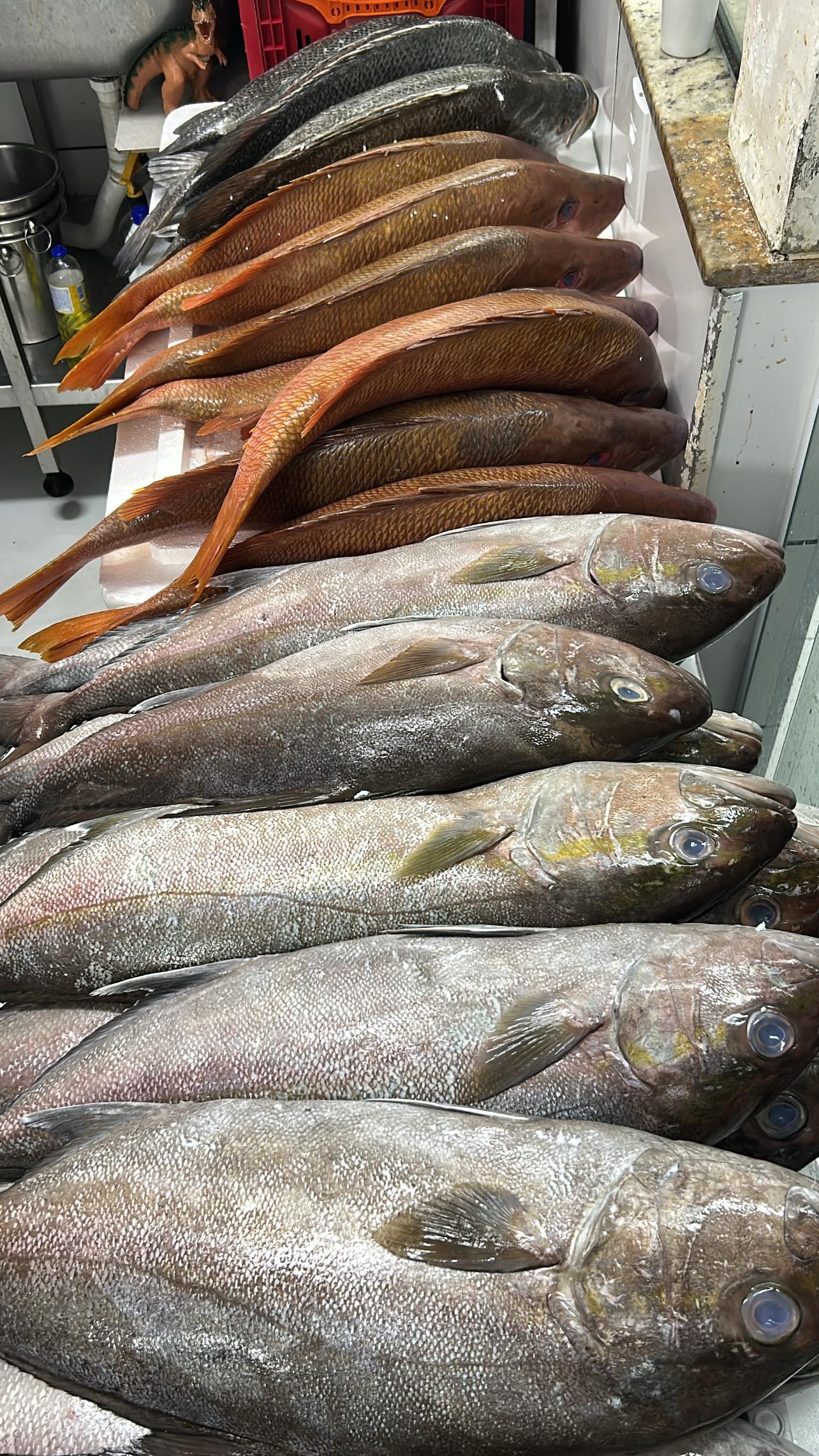 Variedade de pescados no recebimento e organização da peixaria.