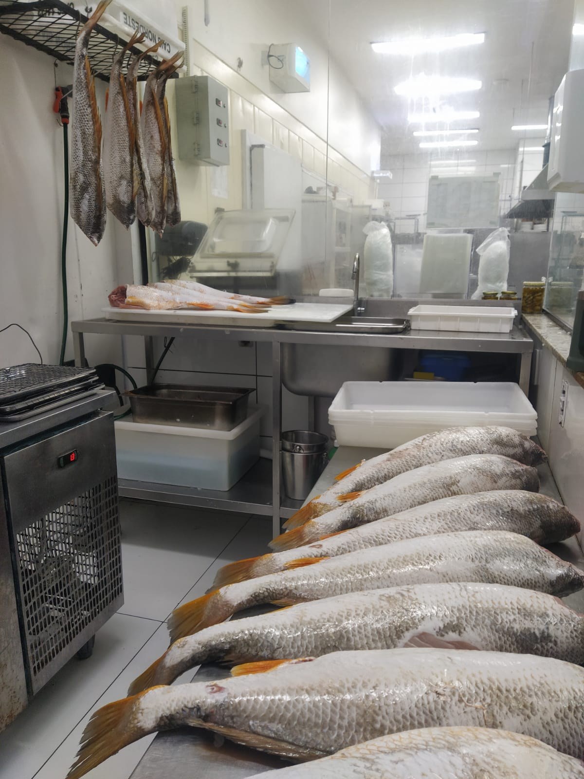 Variedade de pescados no recebimento e organização da peixaria.