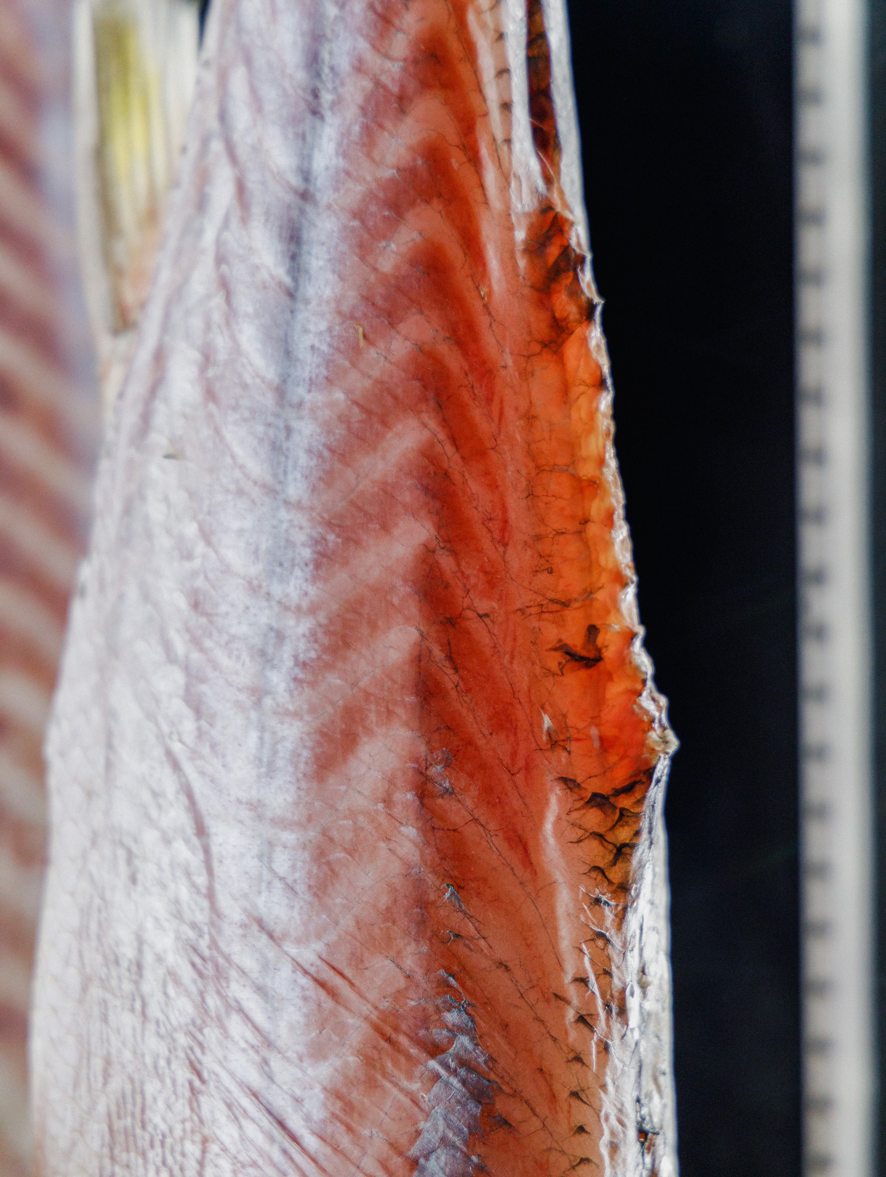 Detalhe de pele e mucosa secas, base para textura firme na finalização.