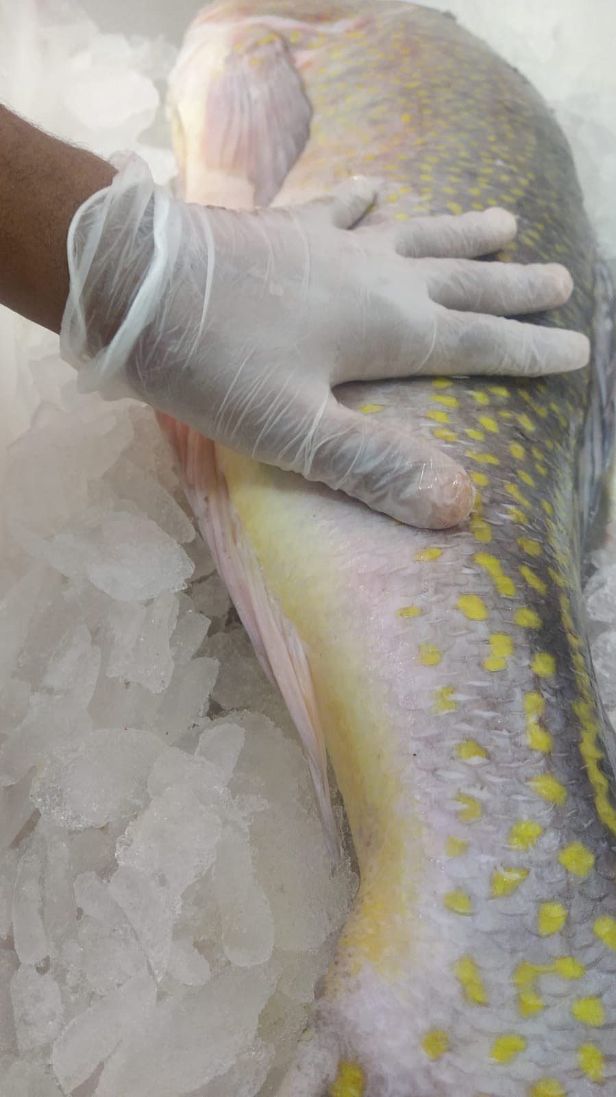 Destaque do capítulo: limpeza fria e manipulação inicial do pescado.