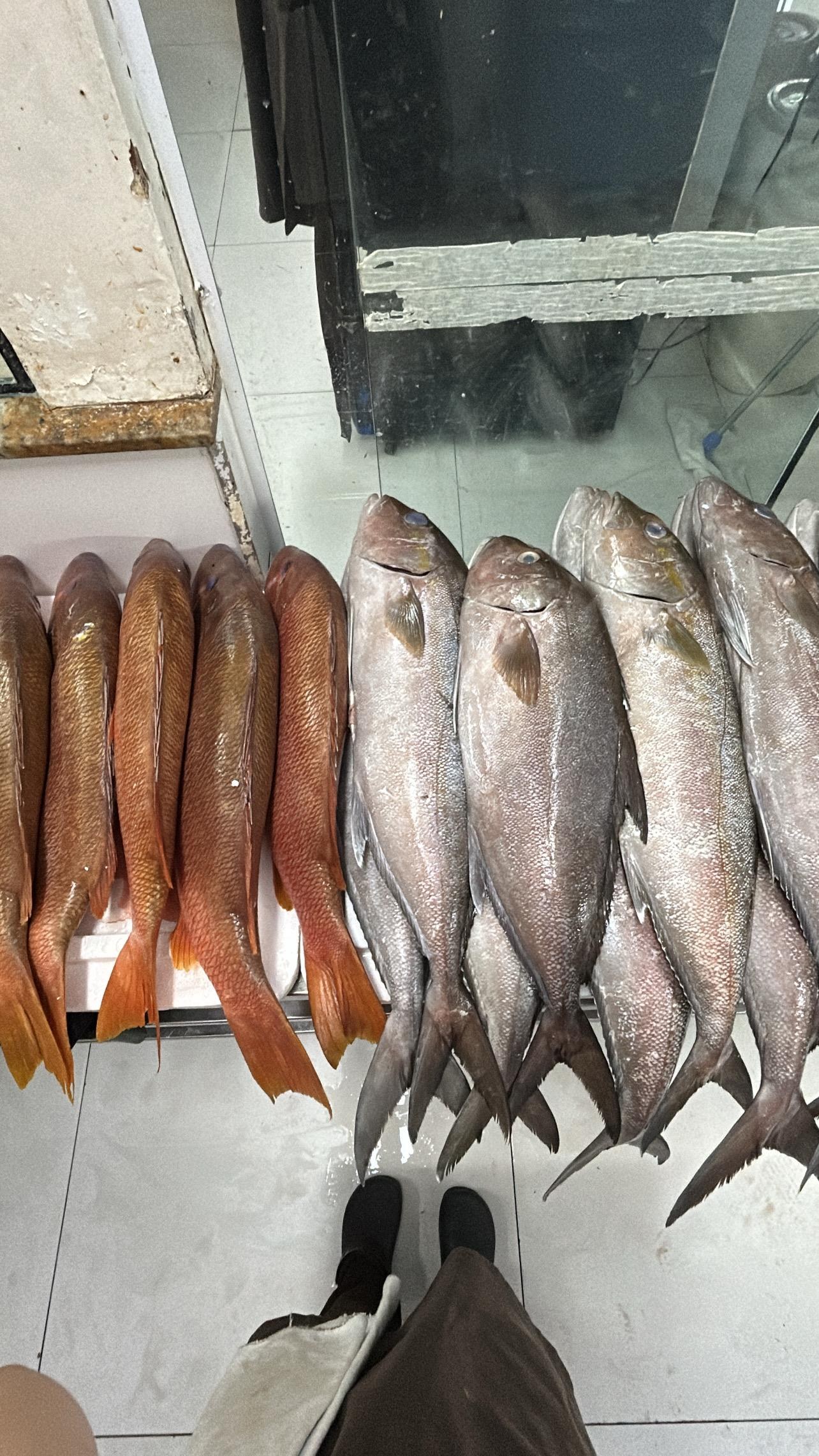 Destaque do capítulo: variedade de pescados organizados para recebimento e trabalho.