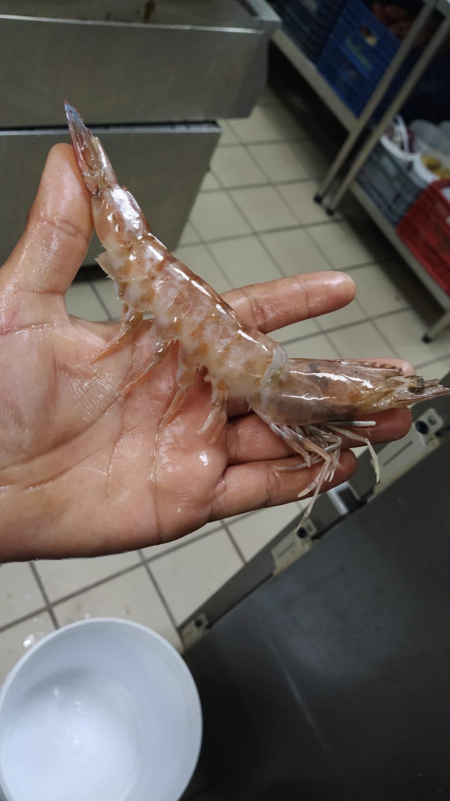Duas leituras do mesmo produto: transparência, casca e estrutura inteira.