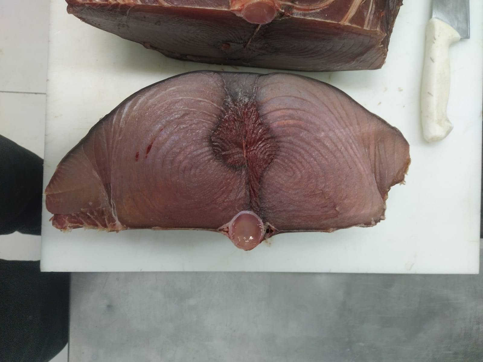 Seções grandes do atum organizadas como estudo visual de anatomia.